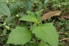 Siam-weed-Plant
