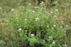 Siam-weed-plant-growing-wild