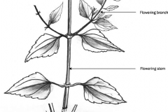 Sketch-of-Siam-weed