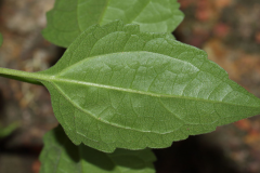 Ventral-view-of-leaves-of-Siam-weed