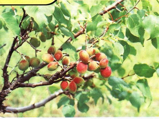 Mature Siberian-apricot-fruits-on-the-tree