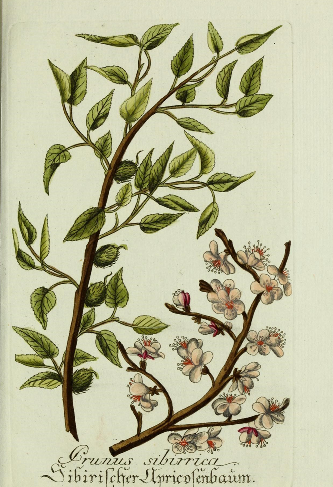 Plant-illustration-of-Siberian-apricot