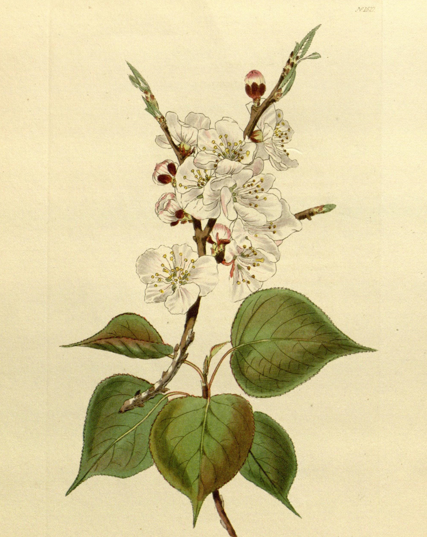 Sketch-of-Siberian-apricot