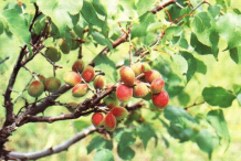 Mature Siberian-apricot-fruits-on-the-tree