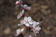 Flower-of-Siberian-apricot