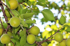 Immature-fruits-of-Siberian-apricot