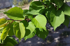Leaves-of-Siberian-apricot