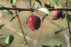 Mature-fruit-of-Siberian apricot