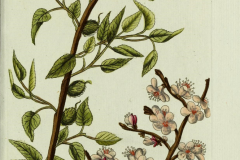 Plant-illustration-of-Siberian-apricot