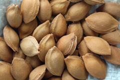 Seeds-of-Siberian-apricot