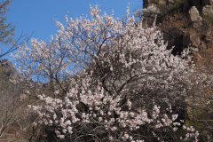 Siberian-apricot-plant-growing-wild