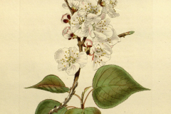 Sketch-of-Siberian-apricot