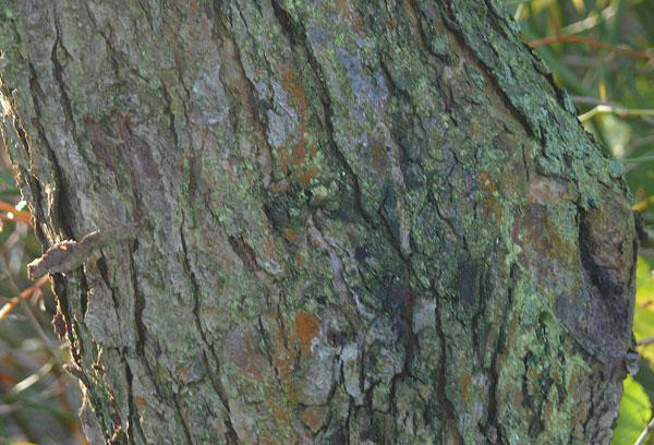 Bark-of-Siberian-crabapple-tree
