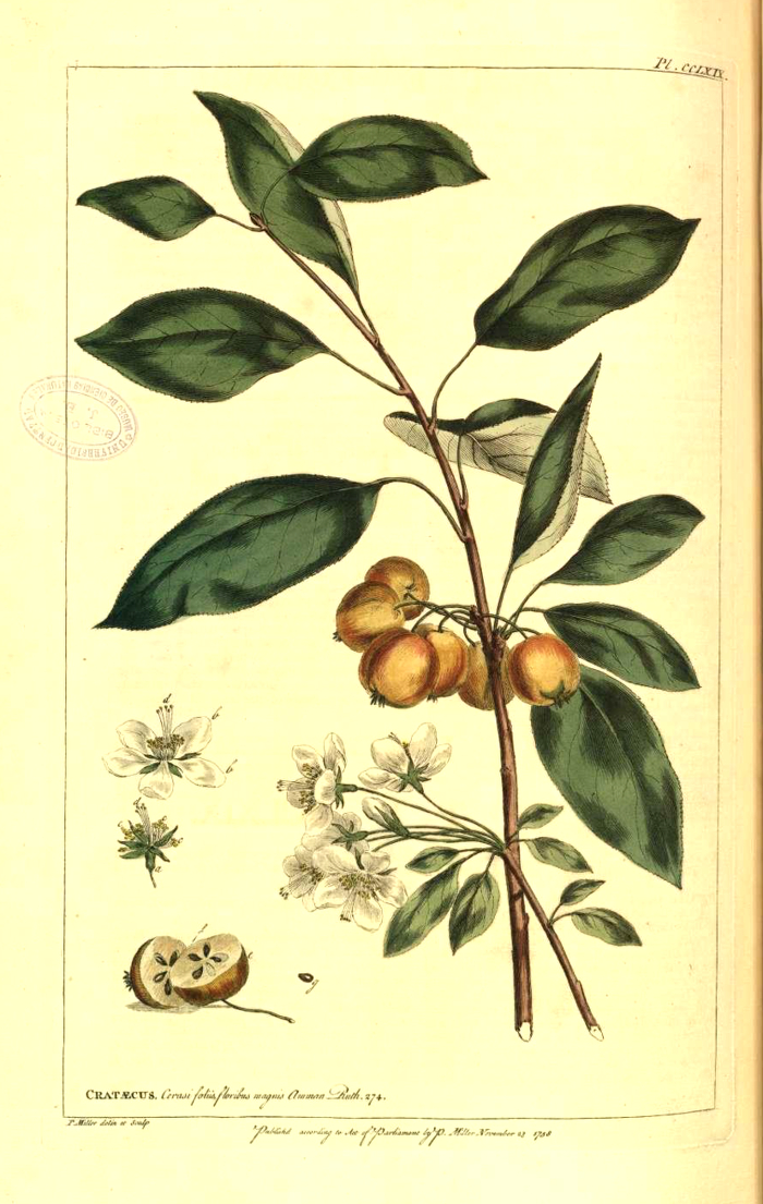 Plant-illustration-of-Siberian-crabapple