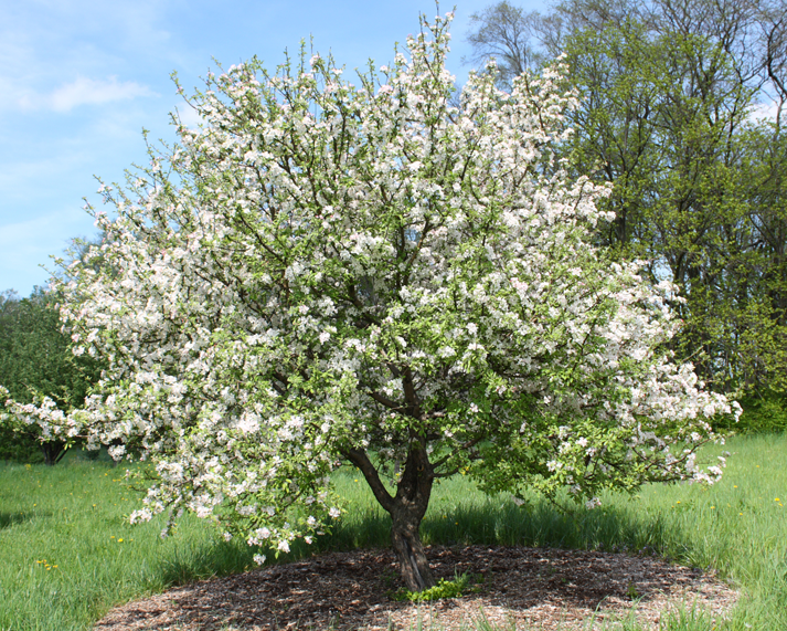 Siberian-crabapple-tree