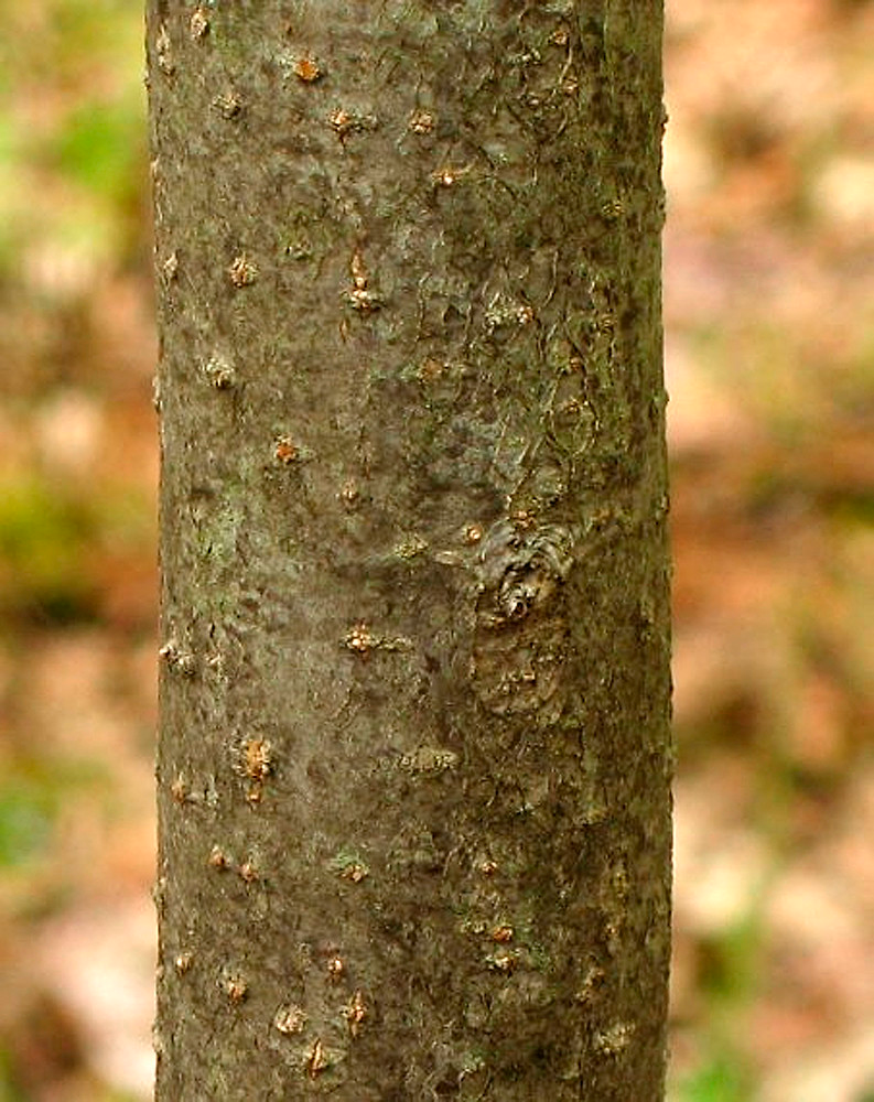 Trunk-of-Siberian-crabapple-tree