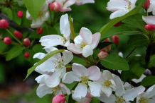 Flowers-of-Siberian-crabapple