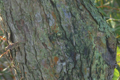 Bark-of-Siberian-crabapple-tree