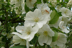 Closer-view-of-Flowers-of-Siberian-crabapple