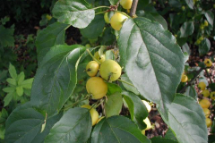 Immature-Fruits-of-Siberian-crabapple