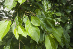 Leaves-of-Siberian-crabapple