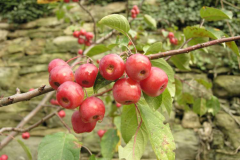 Mature-Fruits-of-Siberian-crabapple