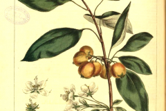 Plant-illustration-of-Siberian-crabapple