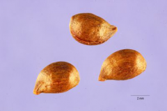 Seeds-of-Siberian-crabapple