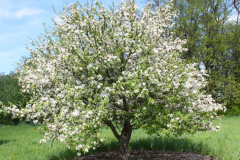 Siberian-crabapple-tree