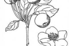 Sketch-of-Siberian-crabapple