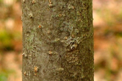 Trunk-of-Siberian-crabapple-tree