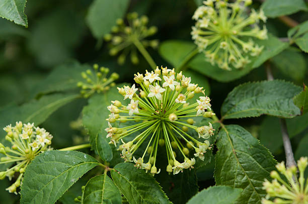 Flowers-of-Siberian-Ginseng-plant