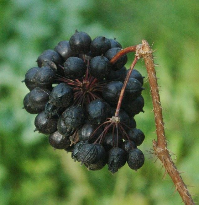 Ripe-Fruit-of-Siberian-Ginseng