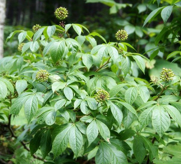 Siberian-Ginseng-plant