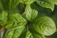 Leaf-of-Siberian-Ginseng