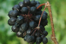 Ripe-Fruit-of-Siberian-Ginseng
