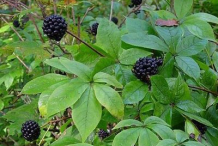 Siberian-Ginseng-bushes