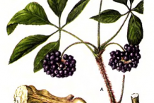 Siberian-Ginseng-plant-Illustration