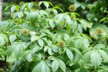 Siberian-Ginseng-plant