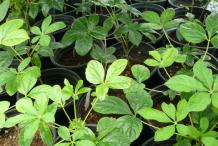 Small-Siberian-Ginseng-plants