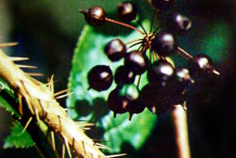 Spines-of-Siberian-Ginseng-plant
