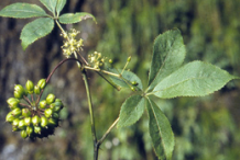 Unripe-Siberian-Ginseng-fruit