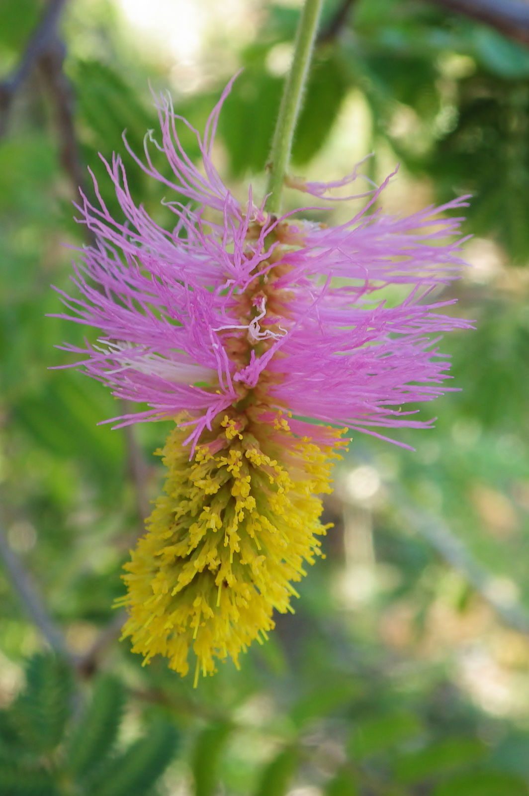 Flower-of-Sicklebush