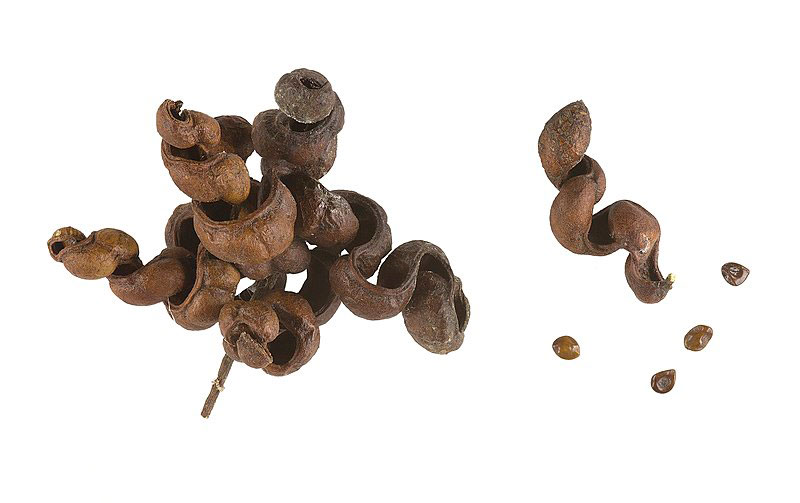 Mature-fruits-and-seeds-of-Sicklebush