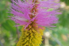 Flower-of-Sicklebush