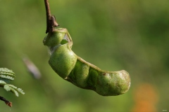 Immature-fruit-of-Sicklebush