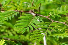Leaves-of-Sicklebush