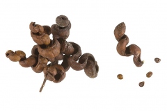 Mature-fruits-and-seeds-of-Sicklebush