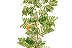 Plant-Illustration-of-Sicklebush