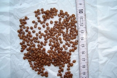 Seeds-of-Sicklebush